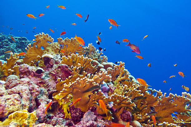 coral reef with exotic fishes stock photo