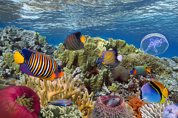 Coral reef with soft and hard corals stock photo