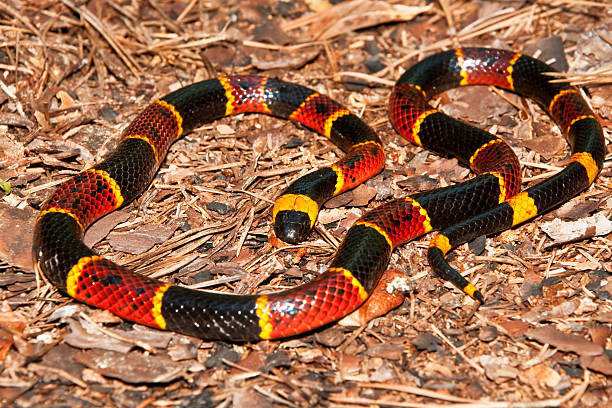 Coral Snake stock photo