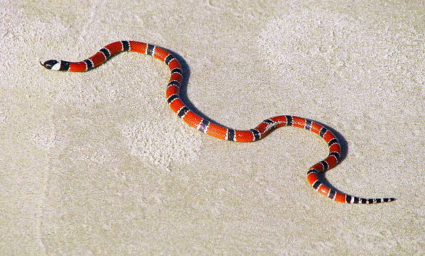 Coral snake. Brazilian most venomous coral snake (Micrurus corallines) sliding on sand beach with his tongue out    snake with its tongue out stock pictures, royalty-free photos & images