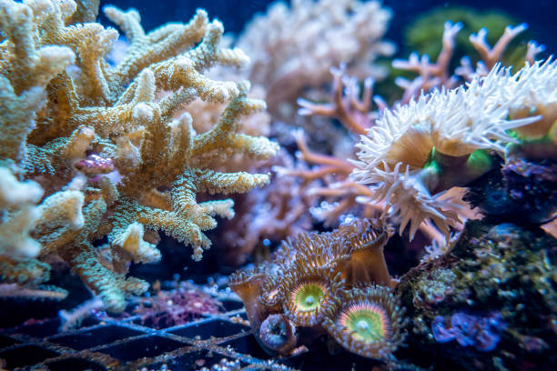Corals and sea anemones attached to rough bottom surfaces in an aquarium stock photo
