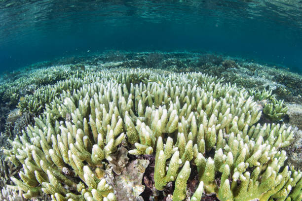 Corals Beginning to Bleach in Indonesia stock photo