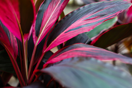 Cordyline Leaves Background Stock Photo - Download Image Now - iStock