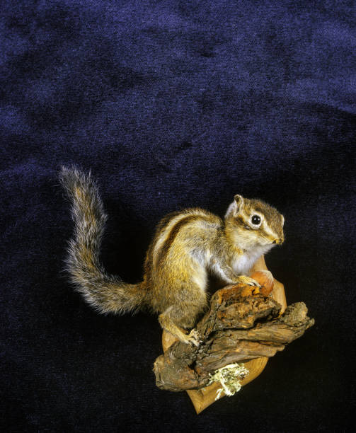 Corean Squirrel, eutamia sibericus, Stuffed Adult Corean Squirrel, eutamia sibericus, Stuffed Adult dead squirrel stock pictures, royalty-free photos & images
