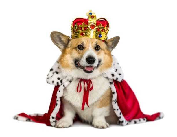 corgi dog in the red robe of the king and the precious golden imperial crown on a white isolated background stock photo