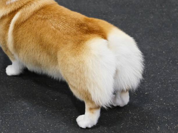 Corgi Tail Stock Photos, Pictures & Royalty-Free Images - iStock
