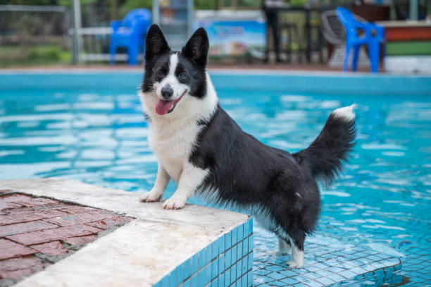 Corgi dog playing by the pool stock photo