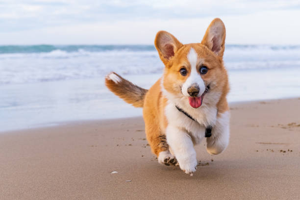 corgi-pembroke-puppy-on-sea-coast-dog-beach-