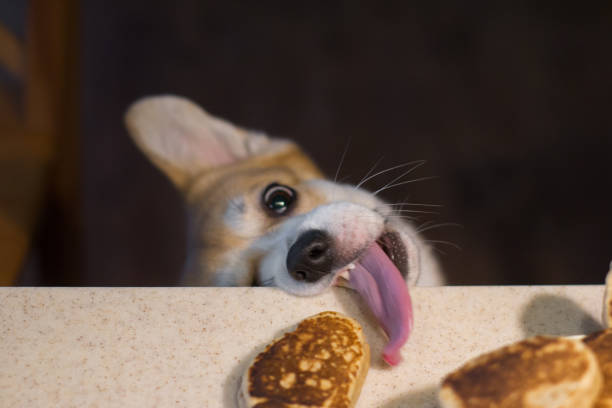 Corgi tries to eat a patty Corgi tries to eat with its tongue a patty from the table funny dog stock pictures, royalty-free photos & images