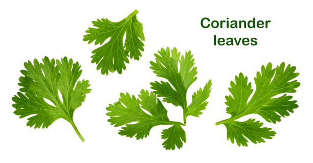 Coriander leaf isolated without shadow Coriander leaf isolated without shadow cilantro stock pictures, royalty-free photos & images