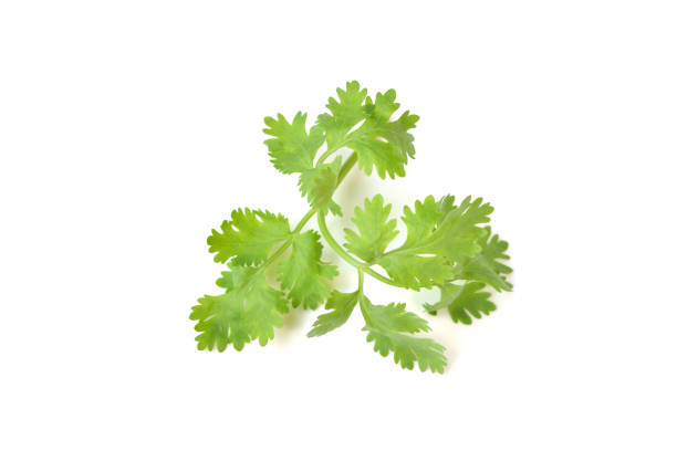 Coriander leaves on white background - isolated Coriander leaves on white background - isolated coriander seed stock pictures, royalty-free photos & images