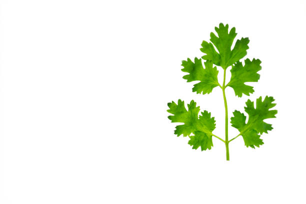 Coriander leaves Coriander leaves on a white background with the copy area on the left coriander seed stock pictures, royalty-free photos & images