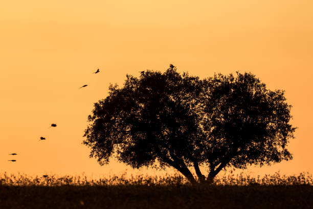 cork oak silhouette at sunset in alentejo (portugal) - alentejo imagens e fotografias de stock