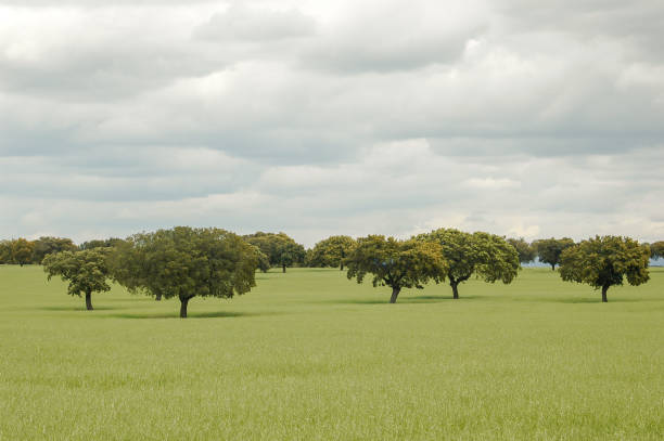 Cork oak trees in Spain stock photo