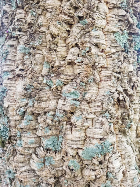 Cork oak trunk stock photo