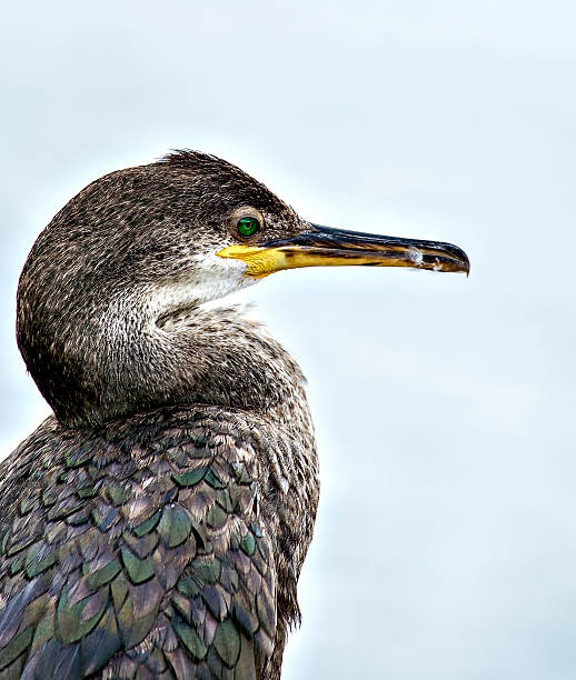 cormorant head stock photo