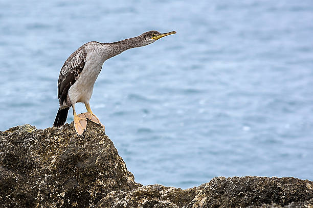 cormorant in front the sea stock photo