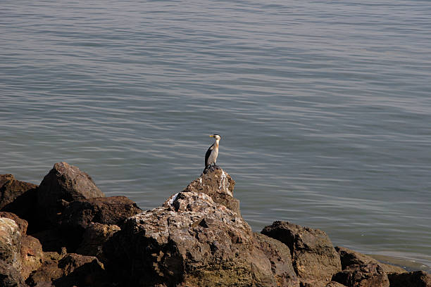 Cormorant on the rocks Cormorant sitting on a rock stetner stock pictures, royalty-free photos & images