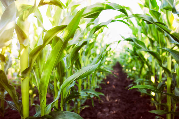 Corn agriculture. Green nature Corn agriculture. Green nature. Rural field on farm land  in summer. Plant growth. Farming scene. Outdoor landscape. Organic leaf. Crop season. Sun in the sky. corn field stock pictures, royalty-free photos & images