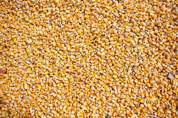Corn background stock photo