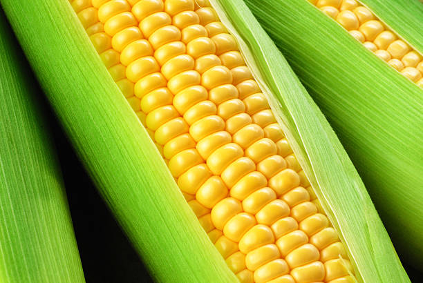 corn cob stock photo