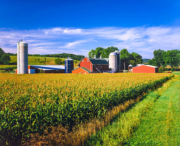 Corn crop and Iowa farm at harvest time Corn crop fill the foreground leading back to a typical Iowa farm at harvest time, Dubuque Iowa corn field stock pictures, royalty-free photos & images