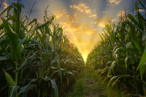 corn field in agricultural garden and light shines sunset green corn field in agricultural garden and light shines sunset corn field stock pictures, royalty-free photos & images