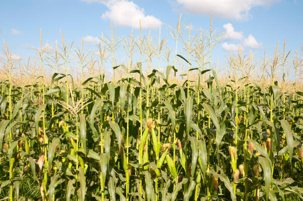 Corn field in summer time stock photo