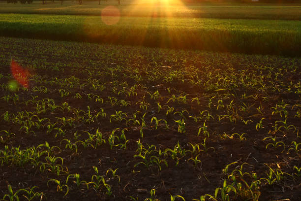 Corn field in the light of the rising sun stock photo