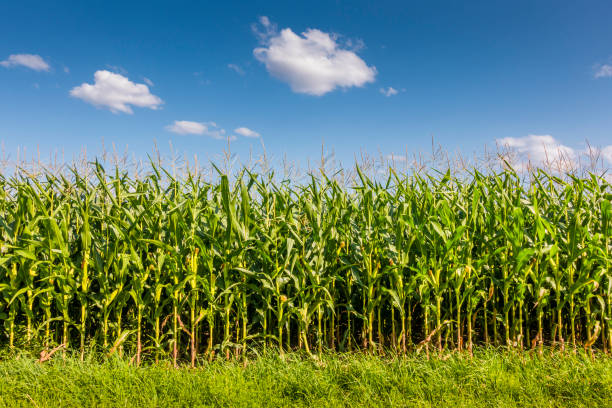 campo de maíz - corn field fotografías e imágenes de stock