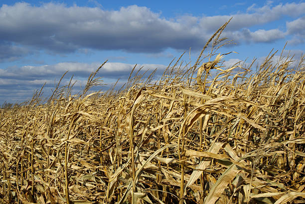 Corn Field stock photo
