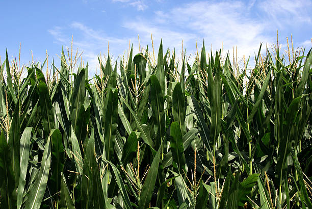 Corn Field stock photo