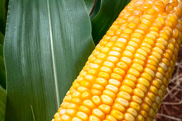 corn field stock photo