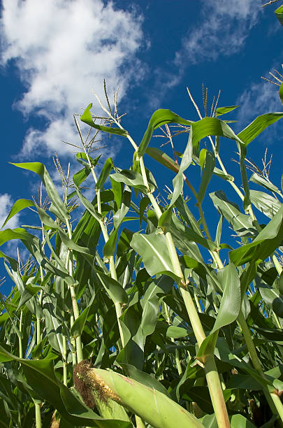 corn field stock photo
