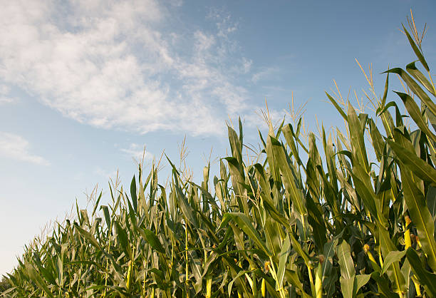 Corn field side view stock photo