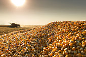 istock Corn harvest on a farmland in sunset 1345323152
