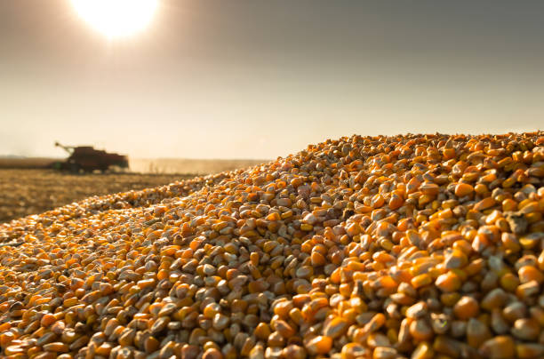 Corn harvest on a farmland in sunset stock photo