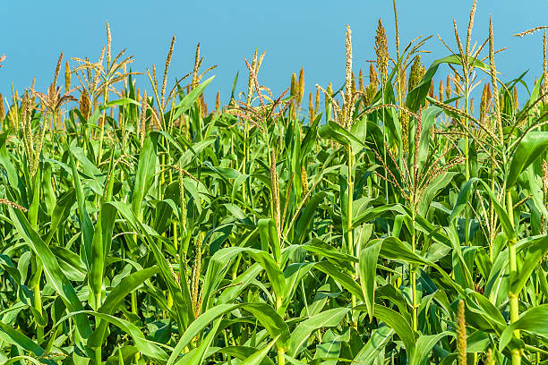 Corn in a field stock photo