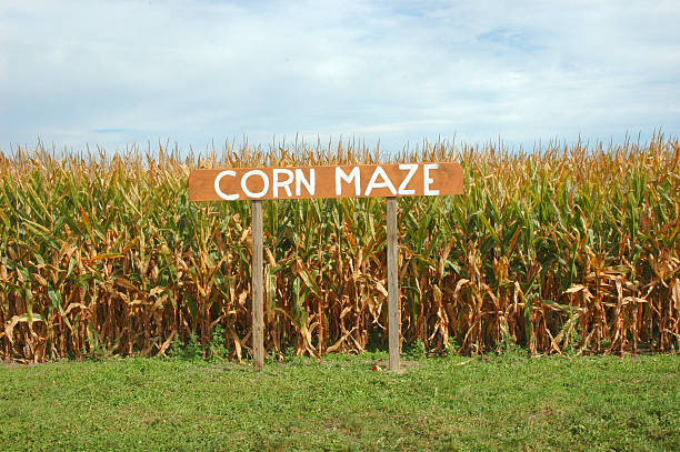 Corn Maze stock photo