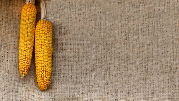 corn on a burlap background with copy space. Thanksgiving concept stock photo