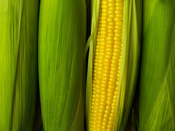 A corn peeled revealing its yellow cob stock photo