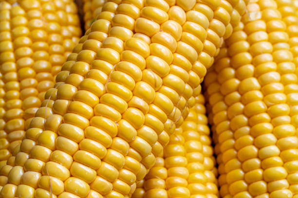 corn corn corn stock pictures, royalty-free photos & images