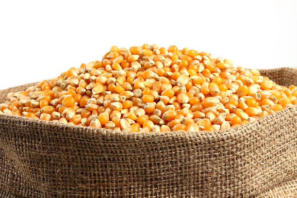 Download 32 Corn Seed Bag Stock Photos Pictures Royalty Free Images Istock Yellowimages Mockups