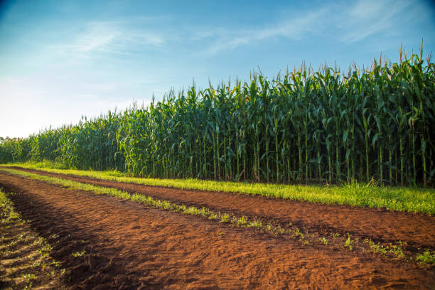 Corn Corn plantation stock pictures, royalty-free photos & images