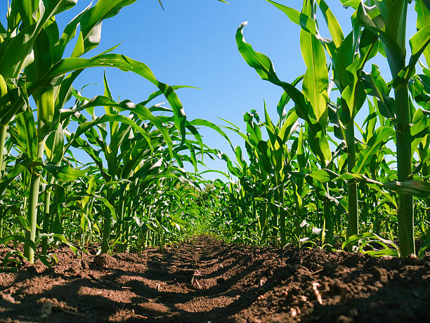 Corn plantation stock photo