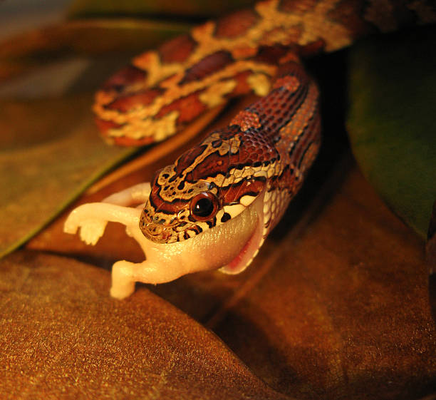 Corn Snake Eating a Young Mouse stock photo