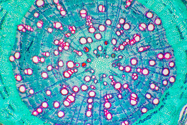 Corn stem micrograph stock photo