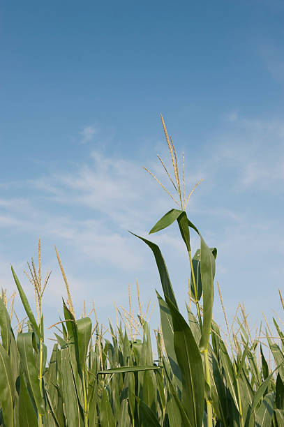 Corn stem stock photo