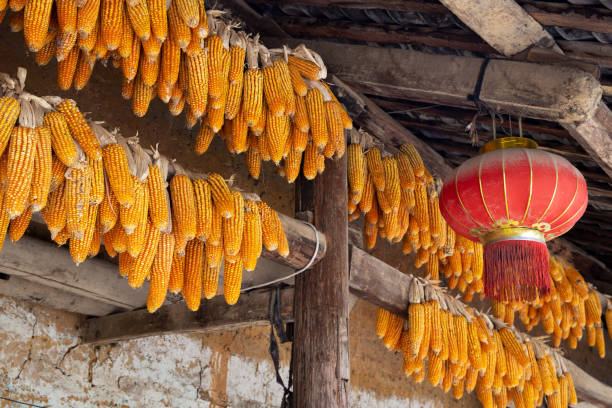 Corncobs and chinese lantern hanged over the entrance of a traditional hmong house in Ha Giang Province, Northern Vietnam. stock photo