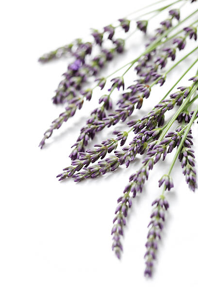 corner of lavender stock photo